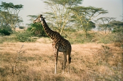 Giraffa camelopardalis tippelskirchi