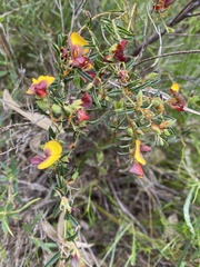 Bossiaea eriocarpa