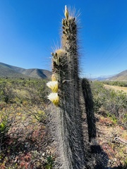 Trichocereus chiloensis