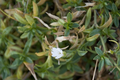 Cerastium arvense