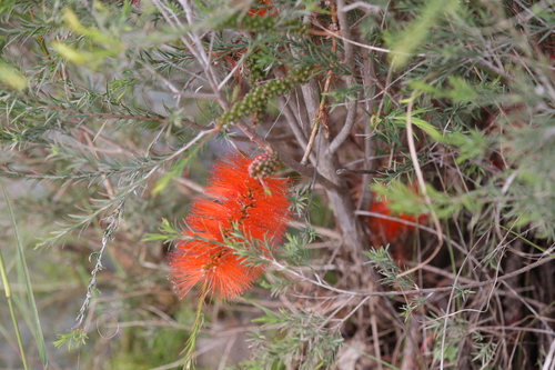 Image of Melaleuca lateritia by (c) Hugo Innes, some rights reserved (CC BY)