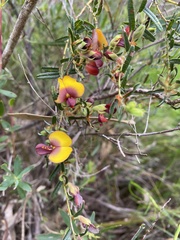 Bossiaea eriocarpa