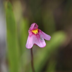 Utricularia multifida
