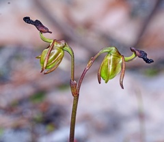 Caleana nigrita
