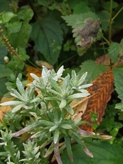 Gnaphalium uliginosum