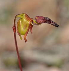 Caleana nigrita