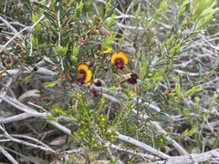 Bossiaea eriocarpa