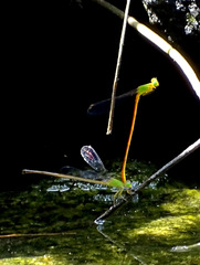 Ceriagrion auranticum