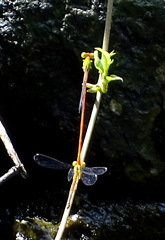 Ceriagrion auranticum