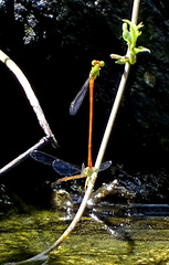 Ceriagrion auranticum