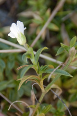 Cerastium arvense