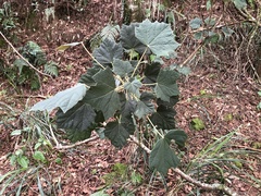 Sinopanax formosanus