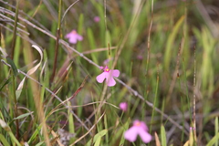Utricularia multifida