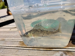 Gymnocephalus cernua