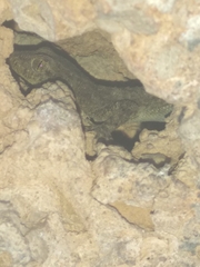 Mediodactylus kotschyi