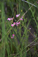 Stylidium longitubum