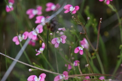Stylidium longitubum