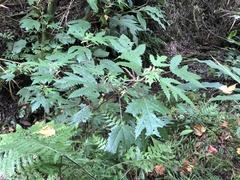 Girardinia diversifolia