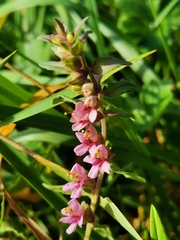 Odontites vulgaris