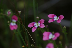 Stylidium longitubum