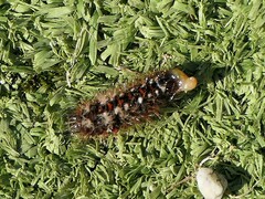 Acronicta rumicis