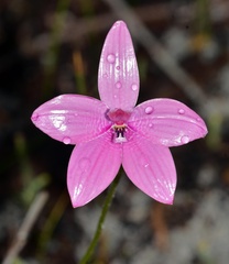 Elythranthera emarginata