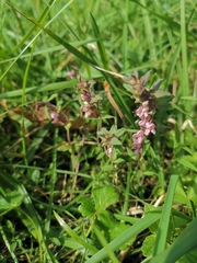 Odontites vulgaris