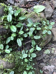 Trigonotis formosana