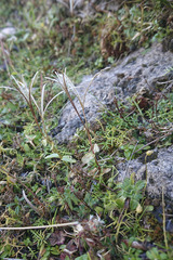 Epilobium