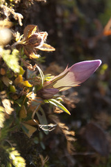 Gentianella germanica