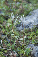 Epilobium