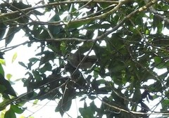 Pycnonotus flavescens leucops