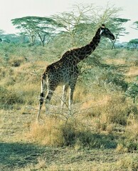 Giraffa camelopardalis tippelskirchi