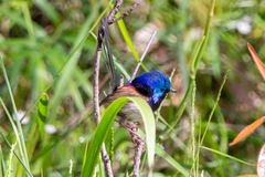 Malurus lamberti