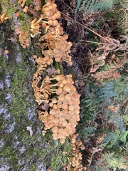 Hypholoma fasciculare