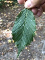 Carpinus