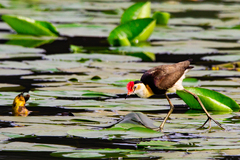 Irediparra gallinacea