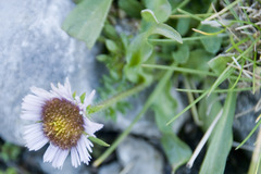 Erigeron alpinus