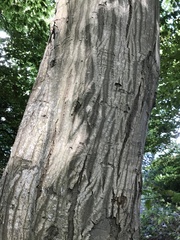 Carpinus