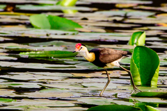 Irediparra gallinacea