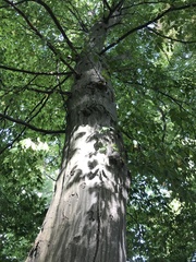 Carpinus