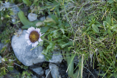 Erigeron alpinus