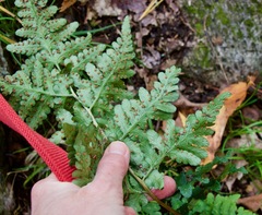 Dryopteris cristata
