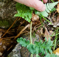 Dryopteris cristata