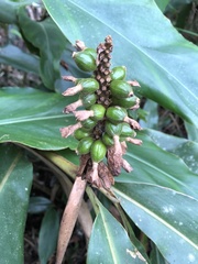 Alpinia
