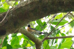 Symposiachrus trivirgatus