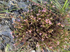 Stylidium recurvum