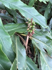 Alpinia