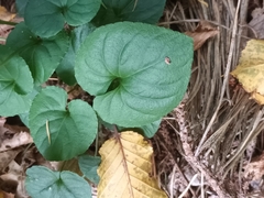 Viola mirabilis