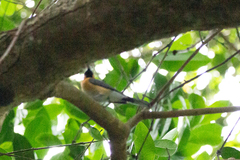 Symposiachrus trivirgatus